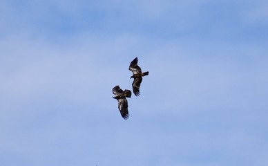jump in the sky