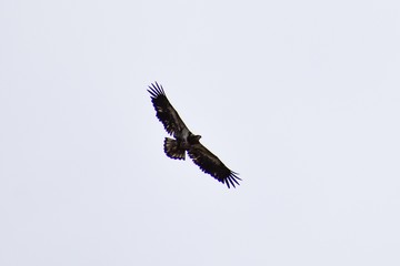 eagle in flight