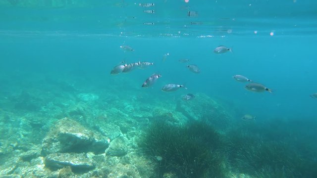 Fish underwater and moving camera up and down to water surface to see rocky coast, Mediterranean sea, Spain, Costa Brava, Roses, Cala Rostella, Catalonia