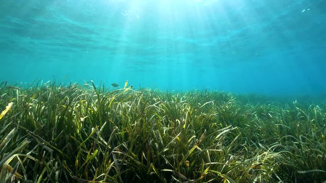 Grassy seabed and natural sunlight underwater in Mediterranean sea (seagrass Posidonia oceanica), French Riviera, Port-Cros, Var, France, 59.94fps