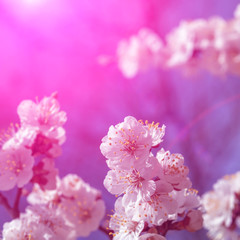 Spring flowers in a neon light.