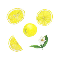 Set of fresh yellow lemon, lemon slices and white flower with leaf with green leaves isolated on white background. Hand drawn watercolor illustration.