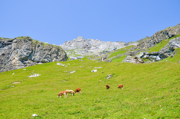 Herd of cows on pasture in Alps. Alpine landscape in summer season. Green meadows on the hills surrounded by rocks and mountains. Cattle, farm animals