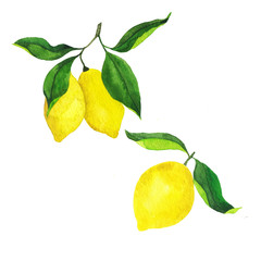 Set of fresh yellow lemon branches with green leaves isolated on white background. Hand drawn watercolor illustration.