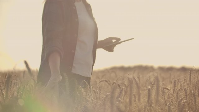 Close-up of woman's hand running through organic wheat field, steadicam shot. Slow motion. Girl's hand touching wheat ears closeup. Sun lens flare. Sustainable harvest concept