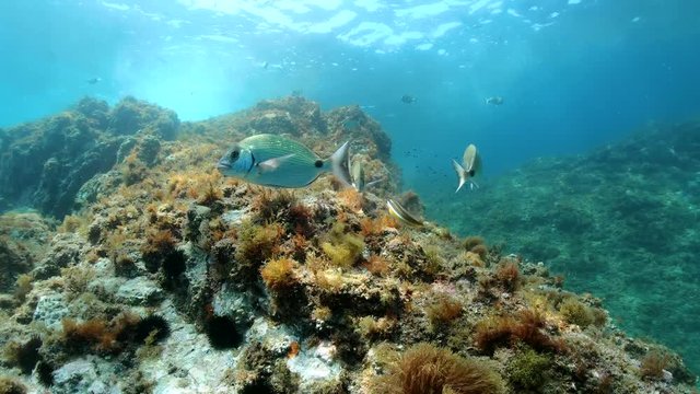 Sargo seabream fish searching food on rock underwater in Mediterranean sea, France, Occitanie, 59.94fps
