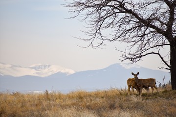 deer in the forest