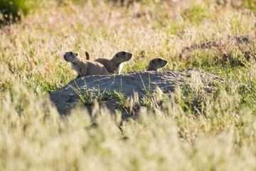 Prairie dogs in a field