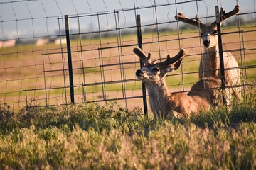 deer with antlers