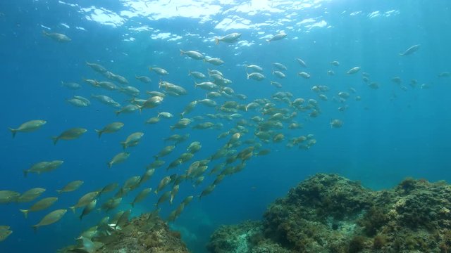 School of fish in Mediterranean sea, salema porgy, Sarpa salpa, underwater scene, France, Occitanie, 59.94fps