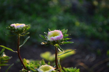 Beautiful blooming asters of pink and white flowers, other inflorescences. Autumn garden, home flower bed