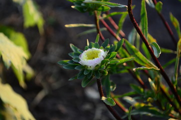 Beautiful blooming asters of pink and white flowers, other inflorescences. Autumn garden, home flower bed