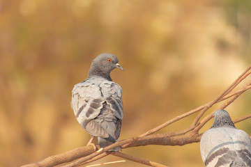 Pigeons on tree branch during the winter