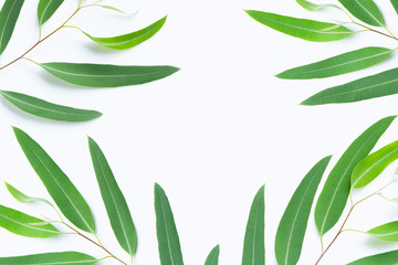 Frame made of green eucalyptus branches on white