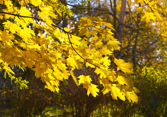 Obraz premium yellow maple leaves in autumn