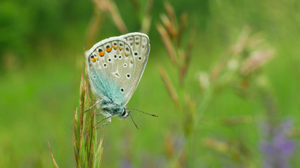 Wild butterfly male common blue Polyommatus icarus detail macro, common species without endangered, family Lycaenidae, population loss due habitat loss, meadow thermophilous plant green