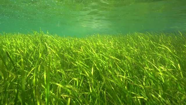 Seagrass below water surface, little neptune grass, Cymodocea nodosa, underwater in Mediterranean sea, Spain, Costa Brava, Cap de Creus