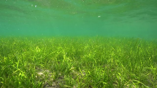 Seagrass on shallow seabed, little neptune grass, Cymodocea nodosa, Mediterranean sea, Spain, Costa Brava, Cap de Creus