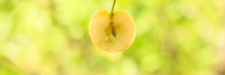 apple, fruits and petals (yellow and green variety of apples, cut into pieces slices). top food background. copy space