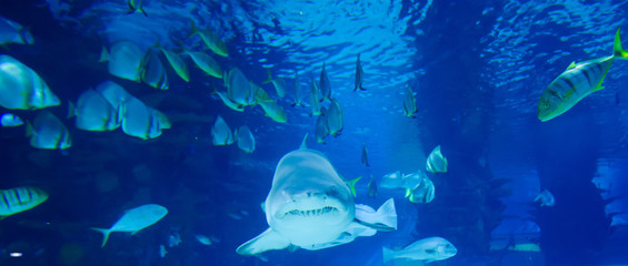 Fototapeta na wymiar The great white shark in the big blue