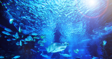 The great white shark in the big blue