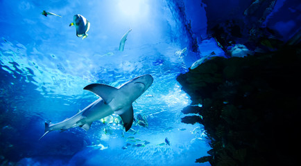 The great white shark in the big blue