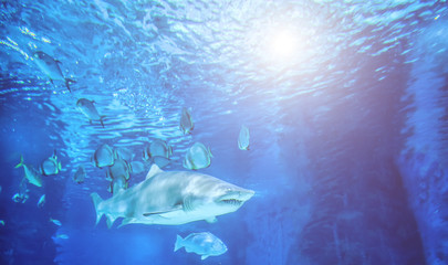 Obraz premium The great white shark in the big blue
