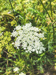 white flowers in the garden