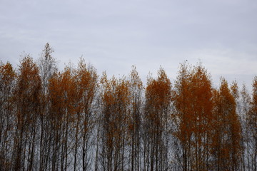 autumn trees on a background of gray sky
