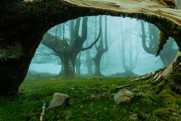 Belaustegui cloud forest, on Mount Gorbea, in the area of Biscay