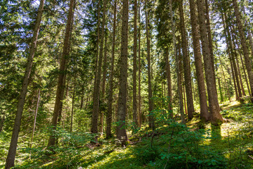 Forest at Seyne les Alpes near Digne in Provence France.