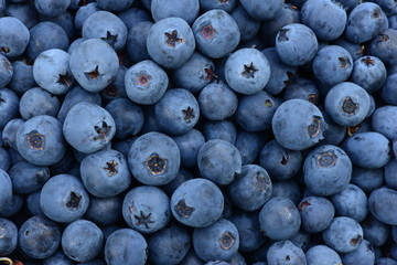 healthy food berry fruit dessert from aromatic large ripe blueberries