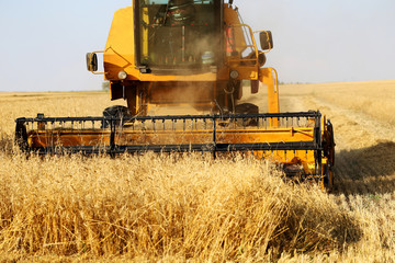 Wheat harvesting, combine harvester