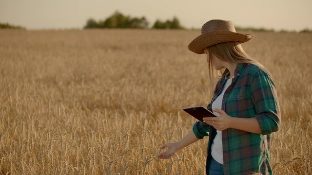 Close-up of a woman farmer walking with a tablet in a field with rye touches the spikelets and presses her finger on the screen, vertical Dolly camera movement. The camera watches the hand