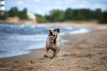 Obraz premium happy catahoula dog running on the beach