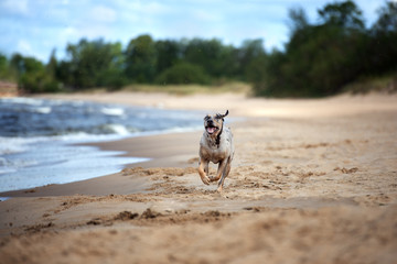 happy dog running on a beach