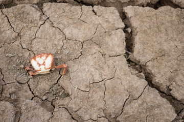 Crabs and shells from drought