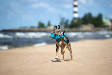 happy young dog running on the beach with a toy