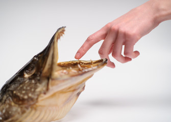Taxidermied fish pike head on grey background