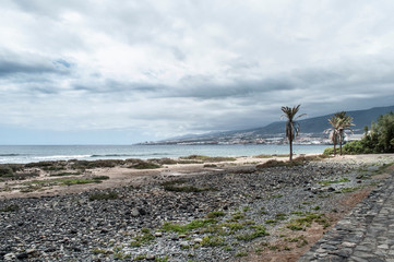 Palm trees on the beach Tenerife Spain island