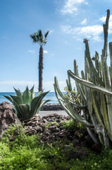 Cactus plants in seaside