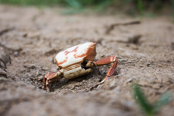 Crabs and shells from drought