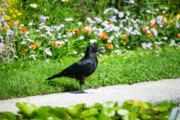 Raven in the garden, black raven