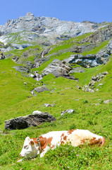 Fototapeta na wymiar Vertical picture of cow lying on hills in Alps. Summer Alpine landscape. Cows Alps. Hilly landscape with green pastures, rocks and mountains in background. Farm animals, cattle. Summer season