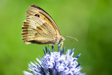 Obraz premium Schmetterling auf Distel