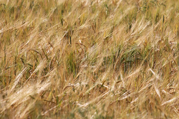 Fototapeta premium Rye field background. Harvest concept. Agriculture, farming, landscape, grain, barley, ears