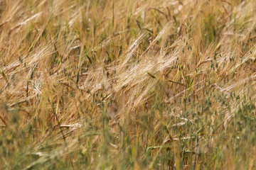 Rye field background. Harvest concept. Agriculture, farming, landscape, grain, barley, ears
