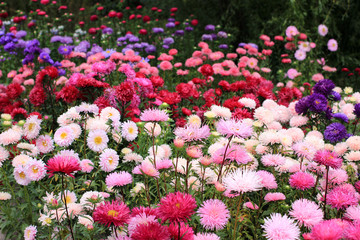 Plantations of colored flowers of asters and chrysanthemums of different varieties, in the...