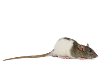 beautiful rat closeup on white background watching