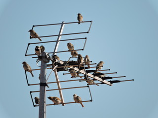 Oiseaux sur antenne tv
